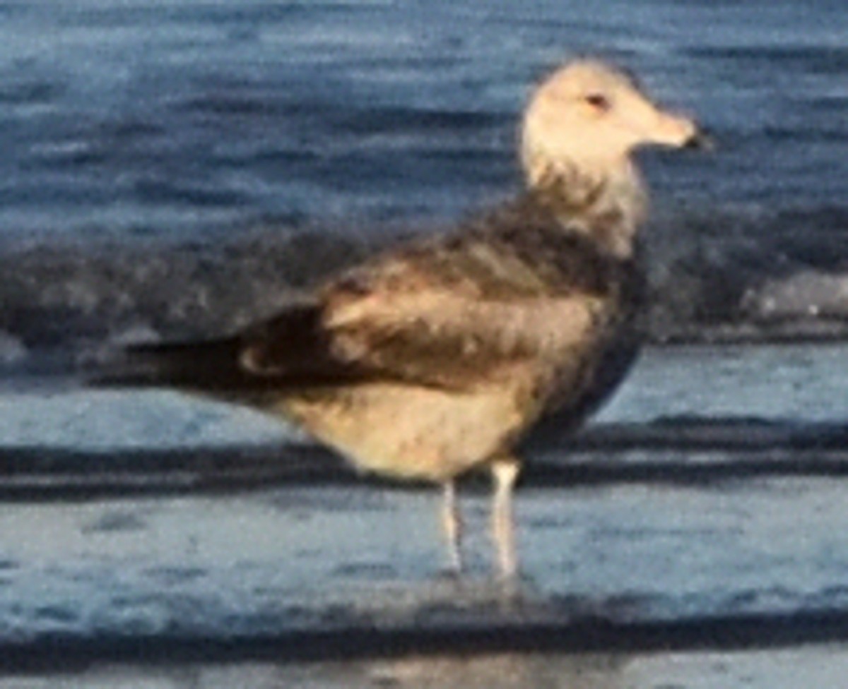 California Gull - ML436306281