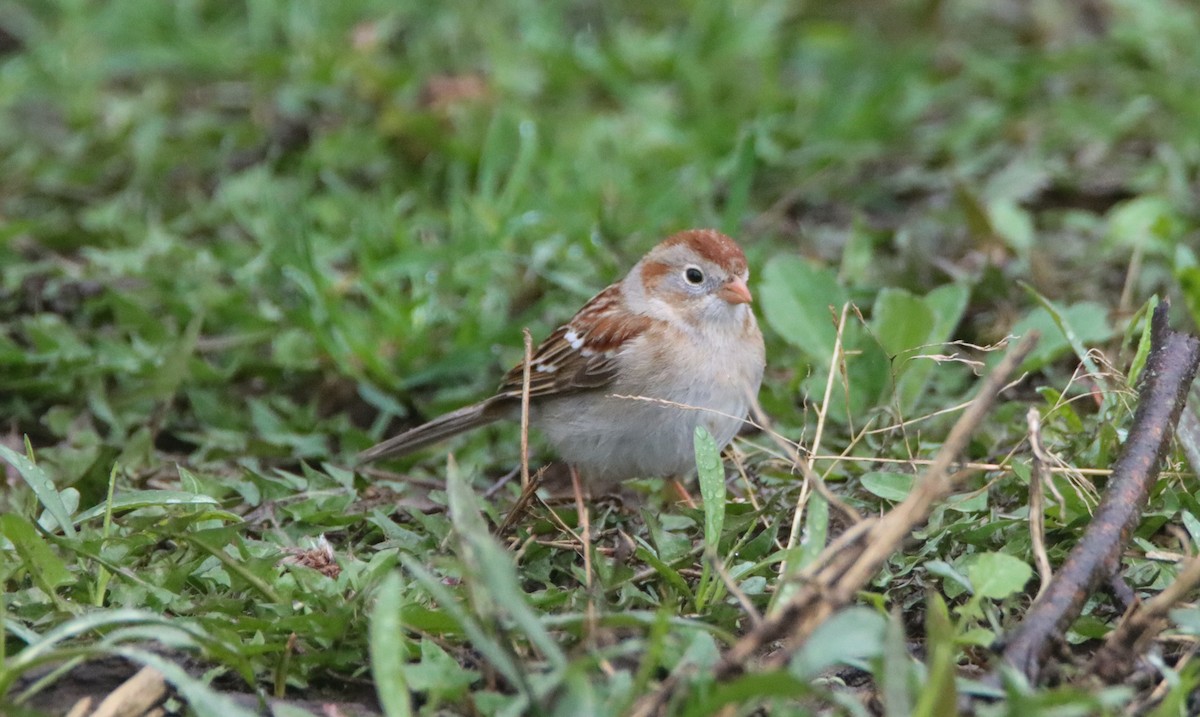 Field Sparrow - ML436308771