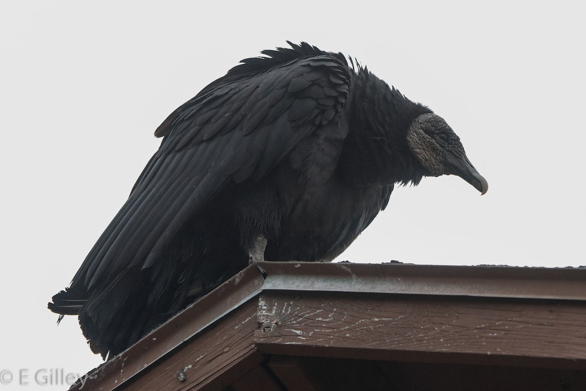 Black Vulture - Earline Gilley