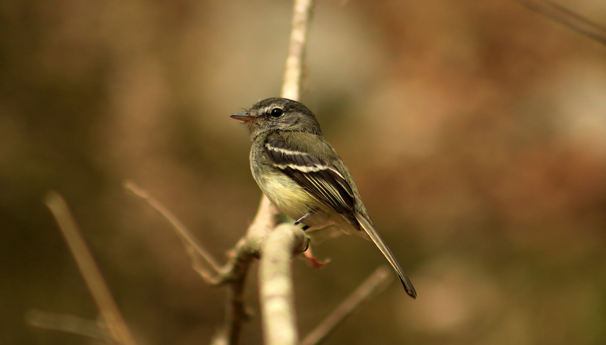 Gray-breasted Flycatcher - ML43631431