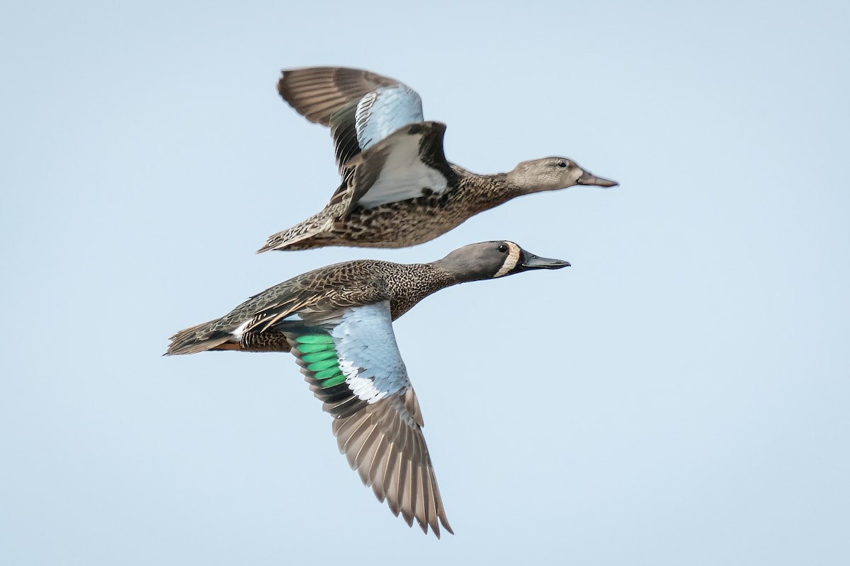 Blue-winged Teal - ML436315191