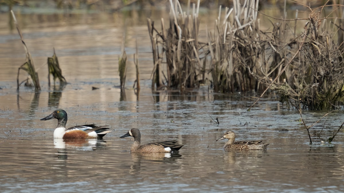Blue-winged Teal - ML436315211