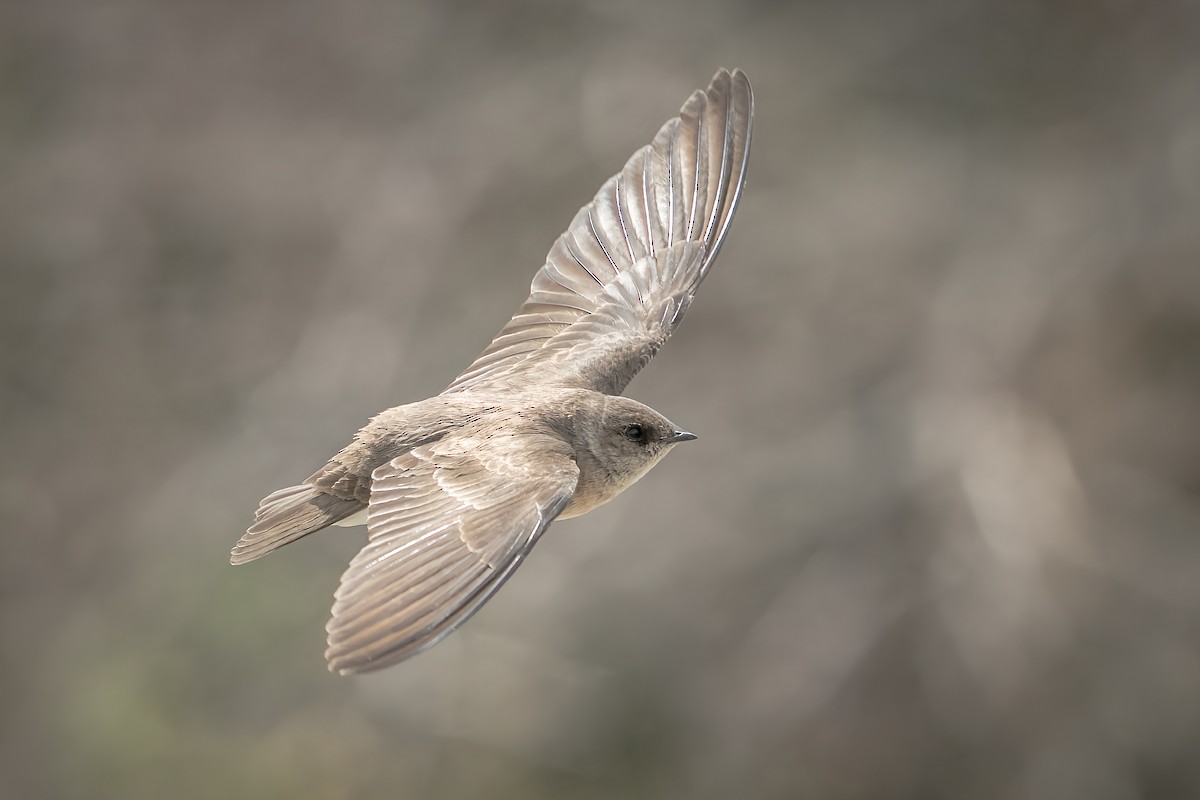 Northern Rough-winged Swallow - ML436315821