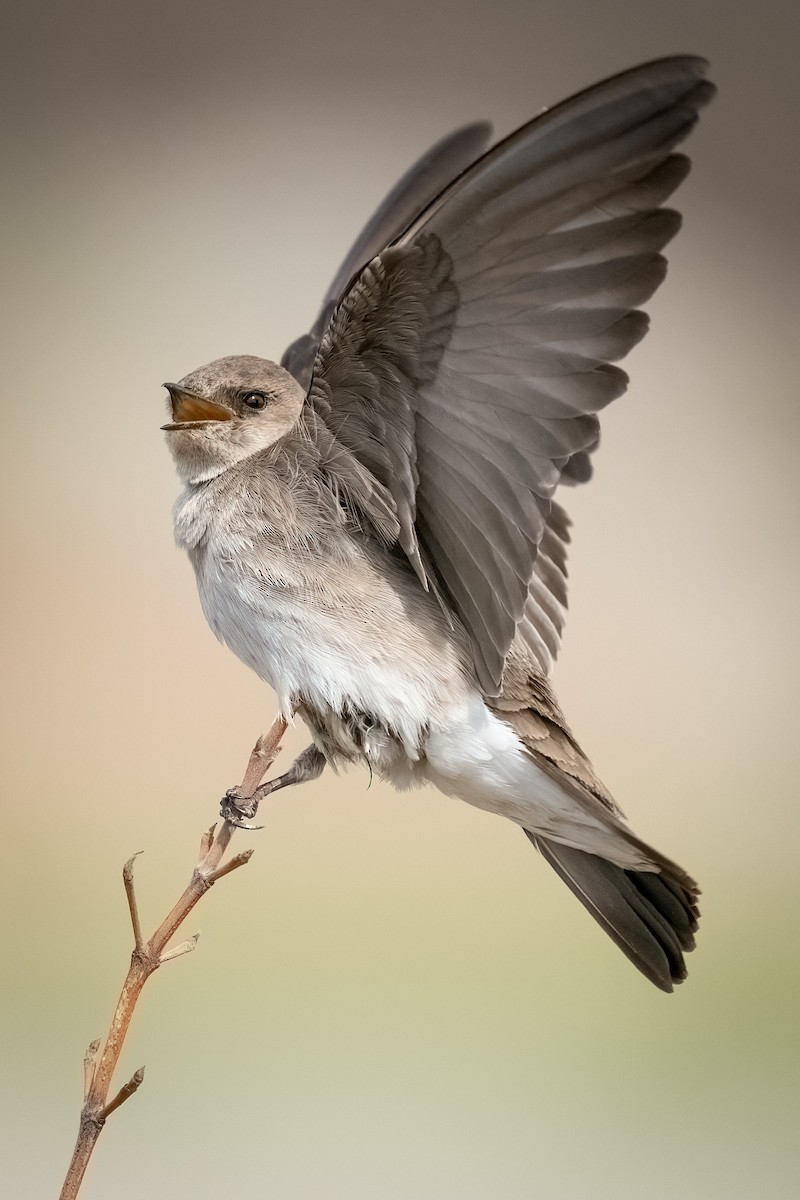 Northern Rough-winged Swallow - ML436316111