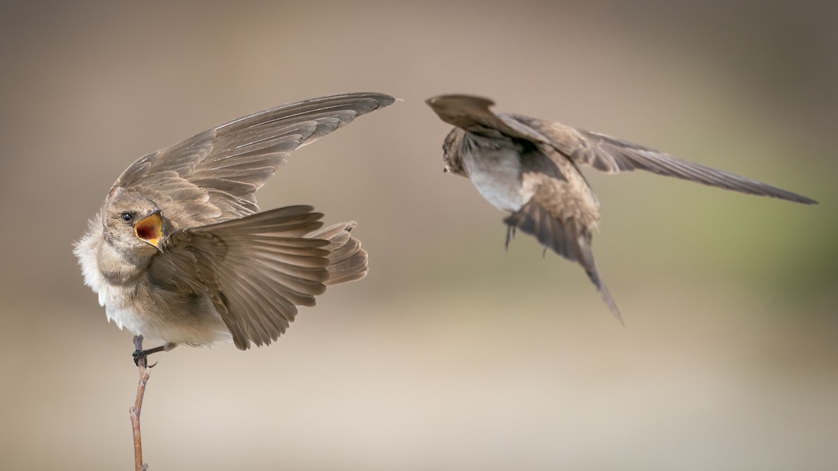 Northern Rough-winged Swallow - ML436316561