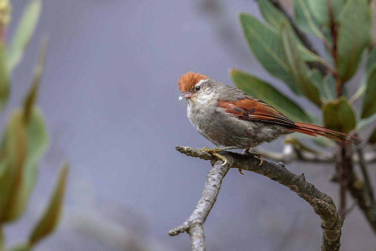 Line-cheeked Spinetail (Baron's) - ML436317671