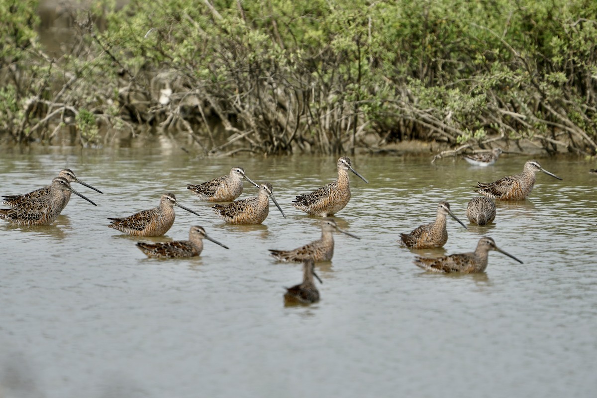 Long-billed Dowitcher - ML436319301