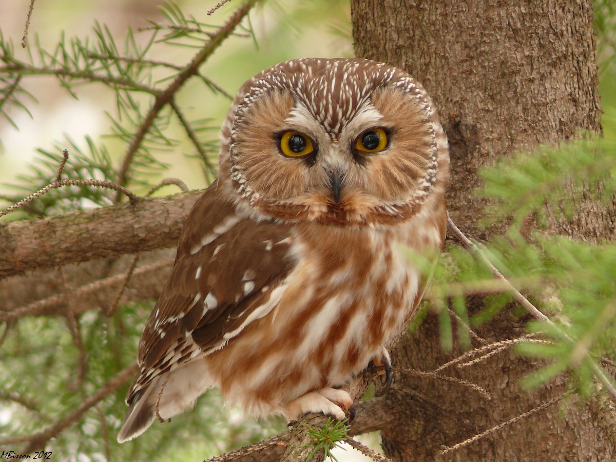 Northern Saw-whet Owl - Micheline Bisson