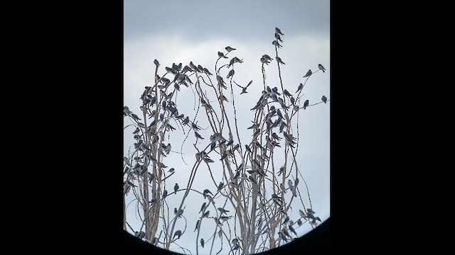 Tree Swallow - ML436324391