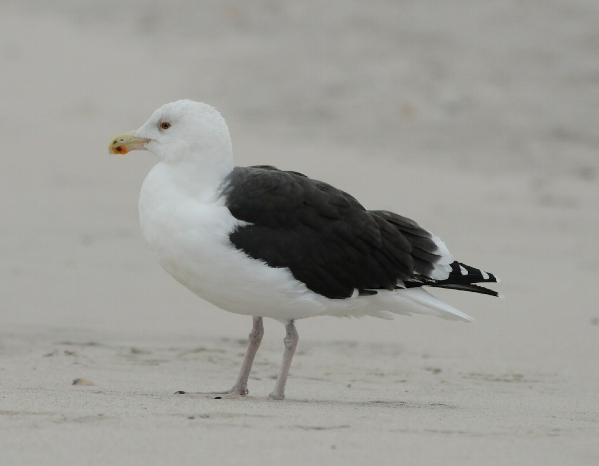 Great Black-backed Gull - Scott Somershoe