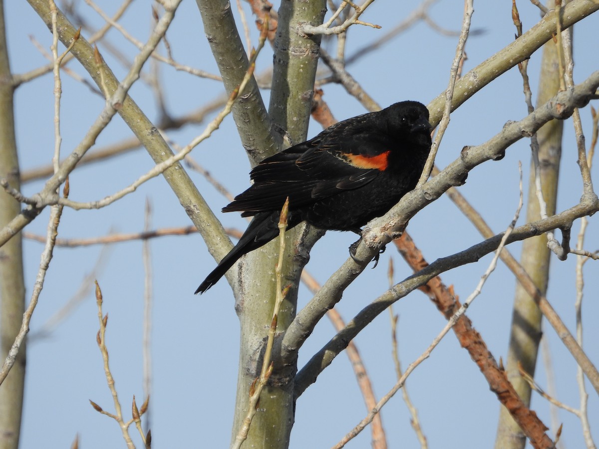Red-winged Blackbird - ML436326601