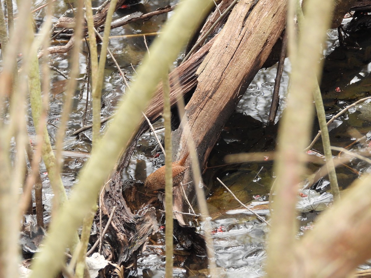 Winter Wren - Palm Warbler