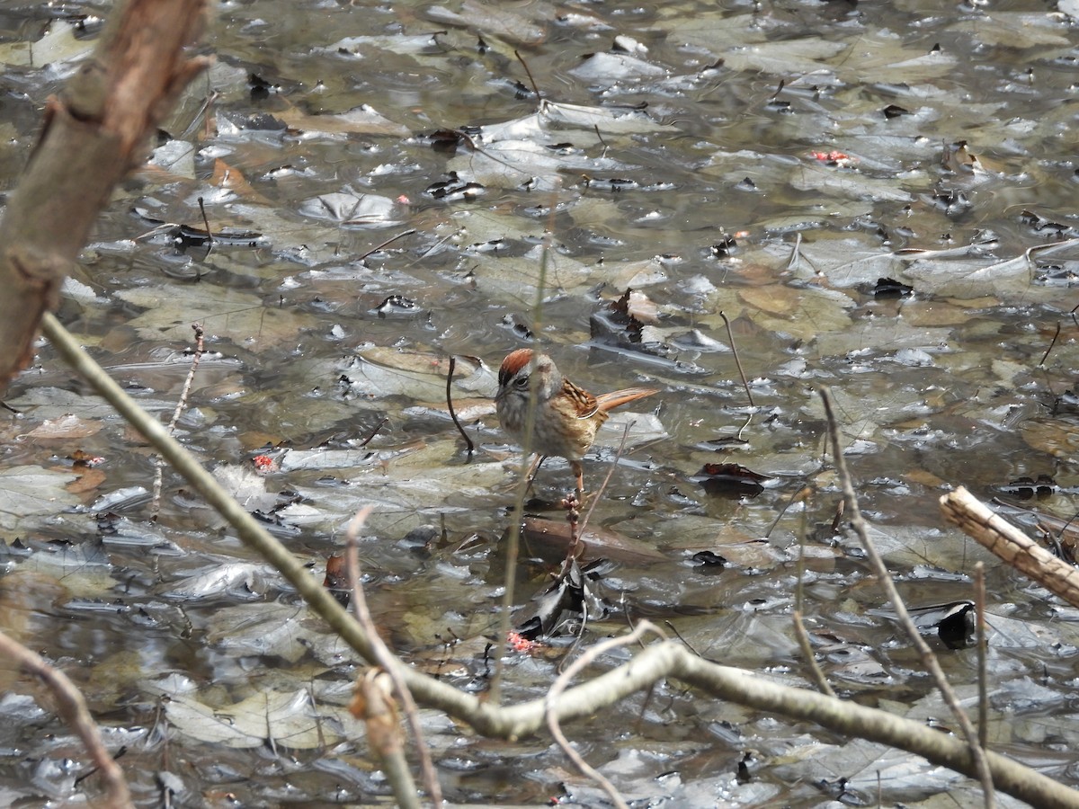Swamp Sparrow - Palm Warbler