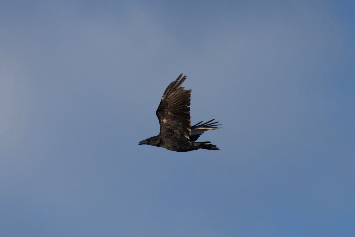 Common Raven - ML436330491
