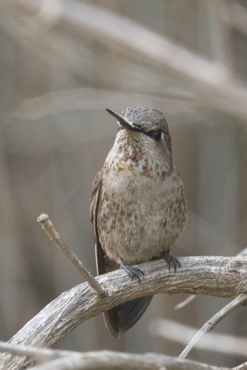 Anna's Hummingbird - ML436336881