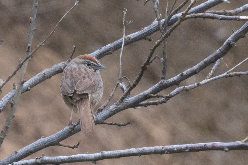 Rufous-crowned Sparrow - ML436337291