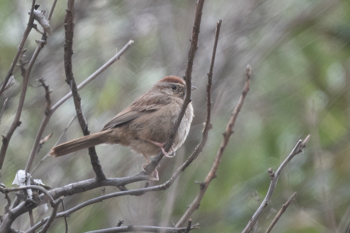 Rufous-crowned Sparrow - ML436337431