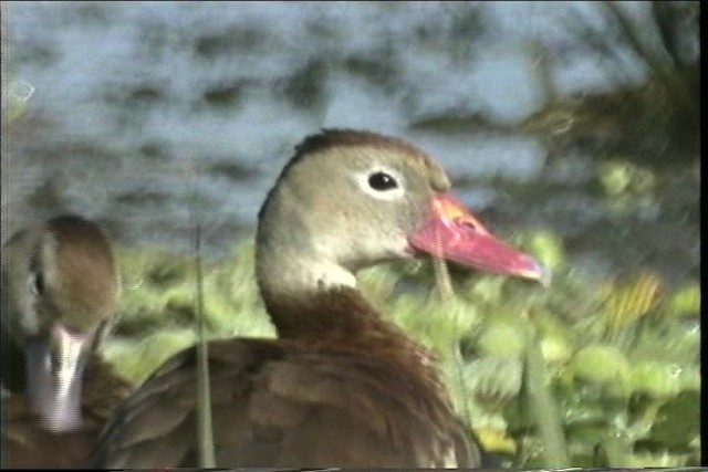 Black-bellied Whistling-Duck (fulgens) - ML436339