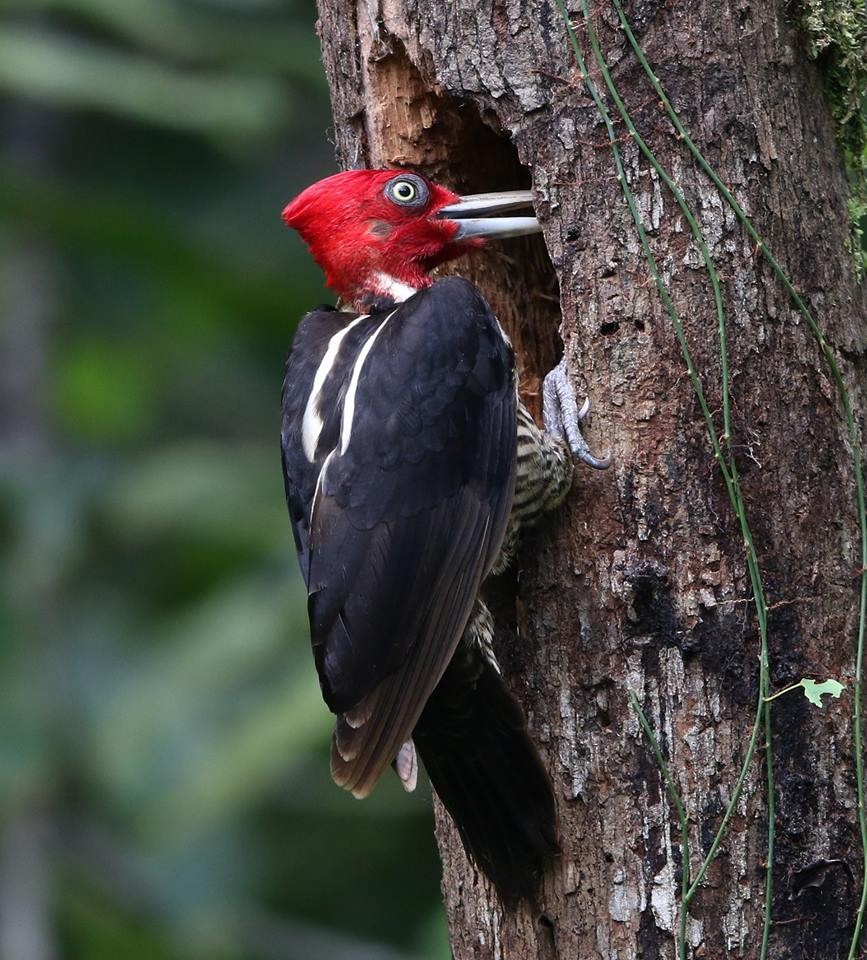 Pale-billed Woodpecker - Jeff Tingle