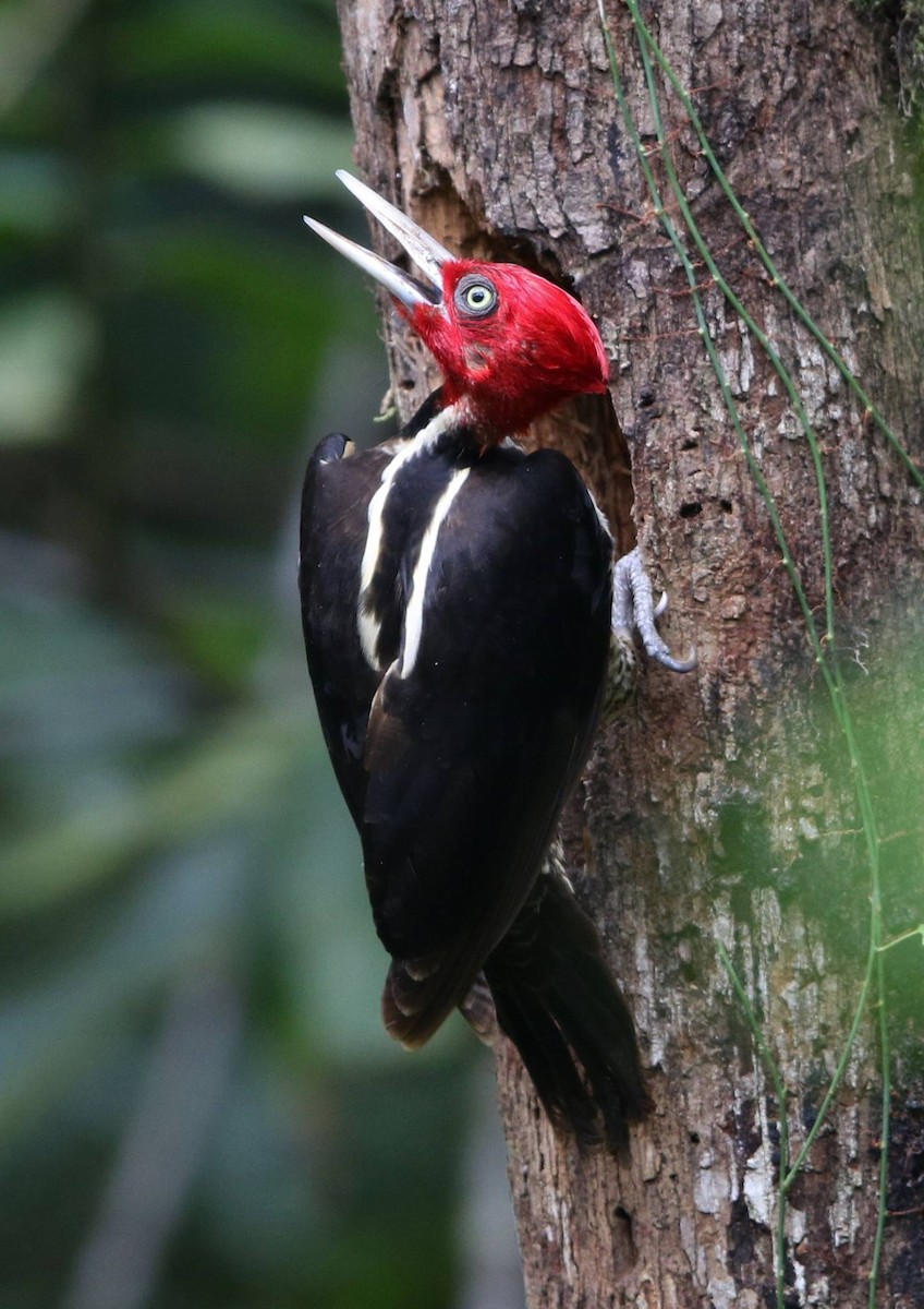 Pale-billed Woodpecker - ML43634351