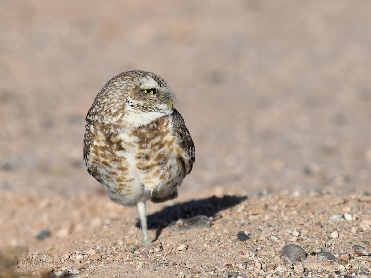 Burrowing Owl - Buzz Scher