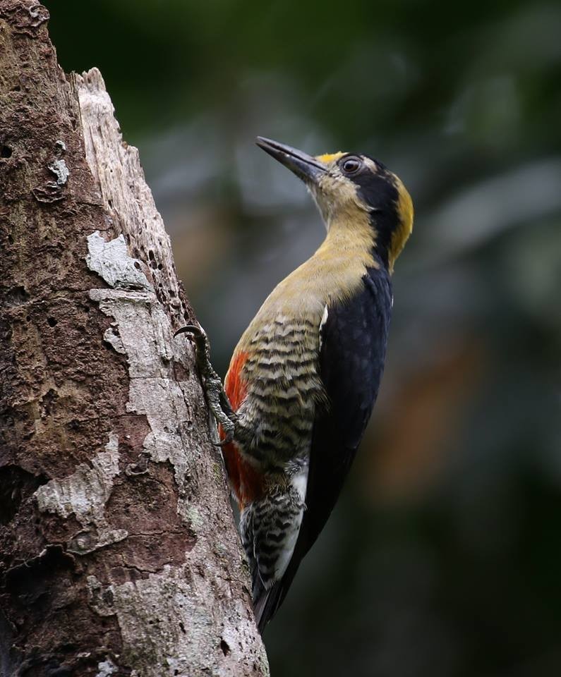 Golden-naped Woodpecker - ML43634651