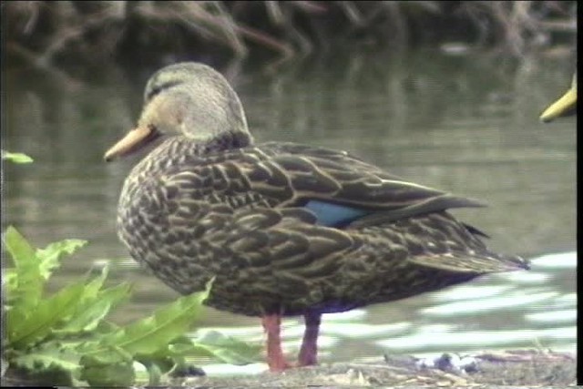 Mottled Duck (Gulf Coast) - ML436347