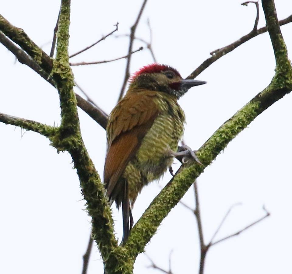 Rufous-winged Woodpecker - ML43635021