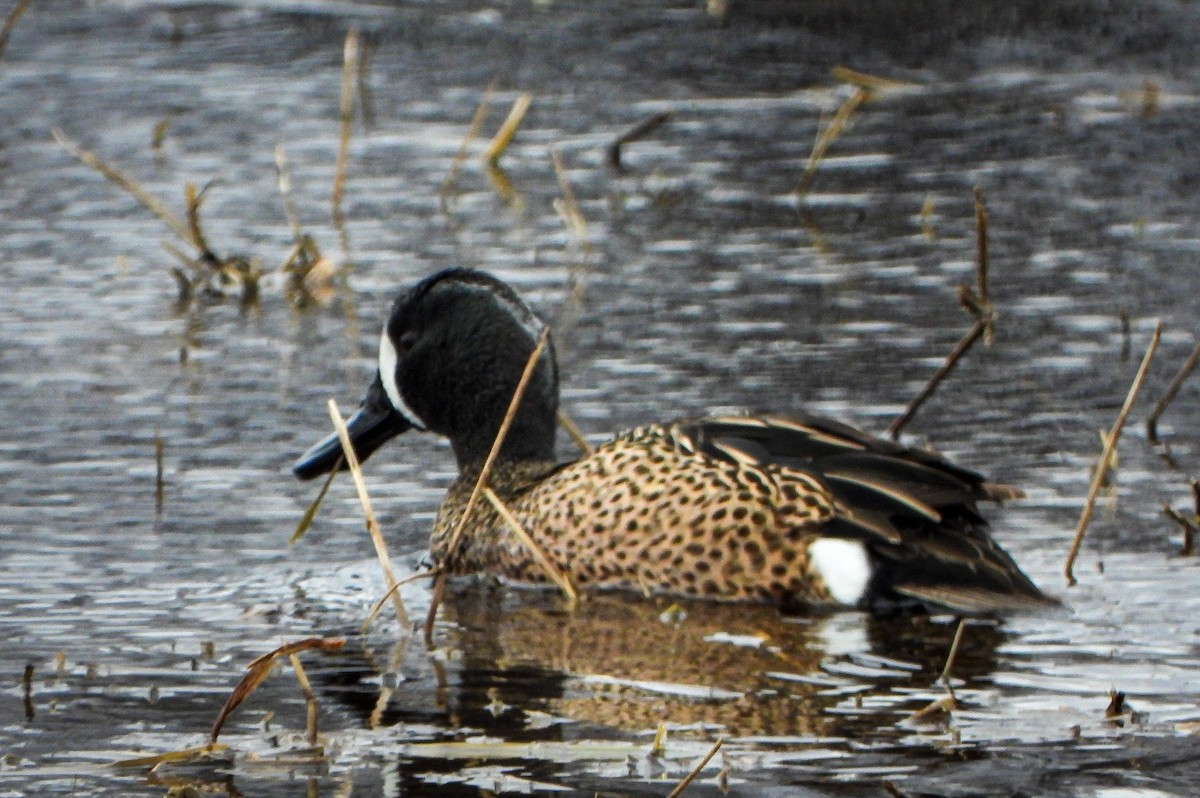 Blue-winged Teal - ML436352581