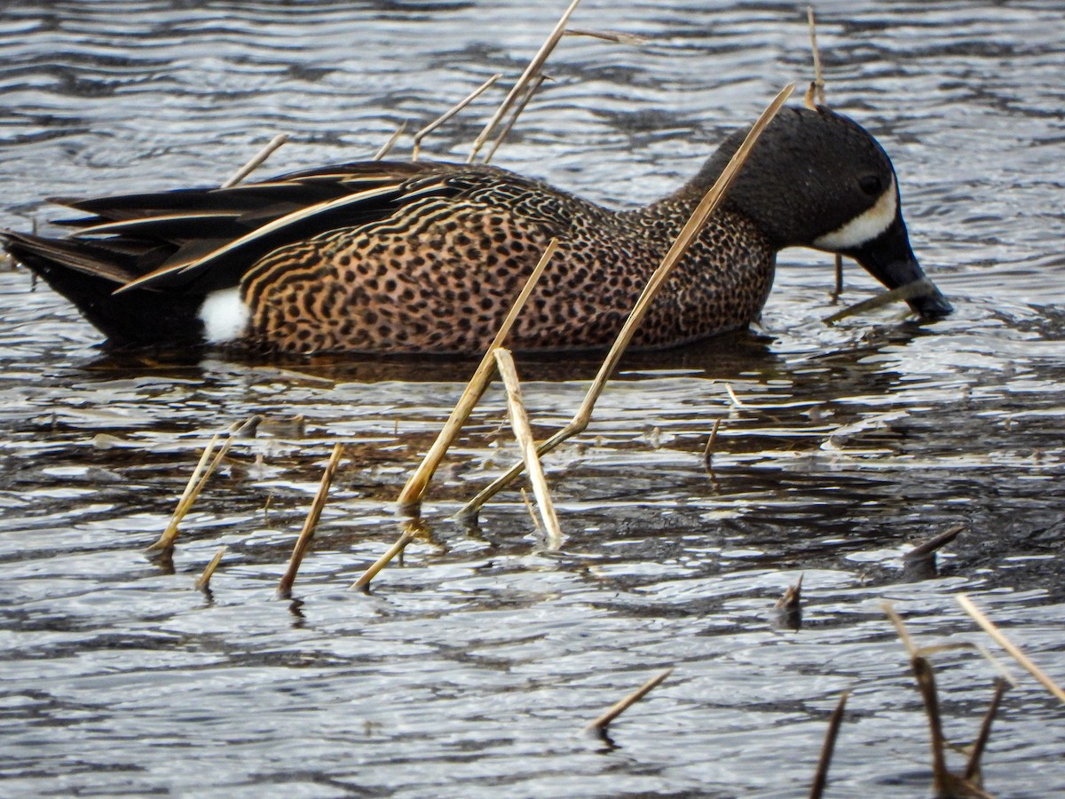 Blue-winged Teal - ML436352601