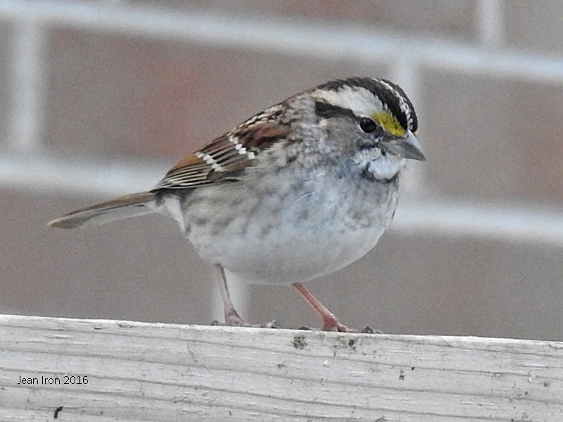 White-throated Sparrow - Jean Iron