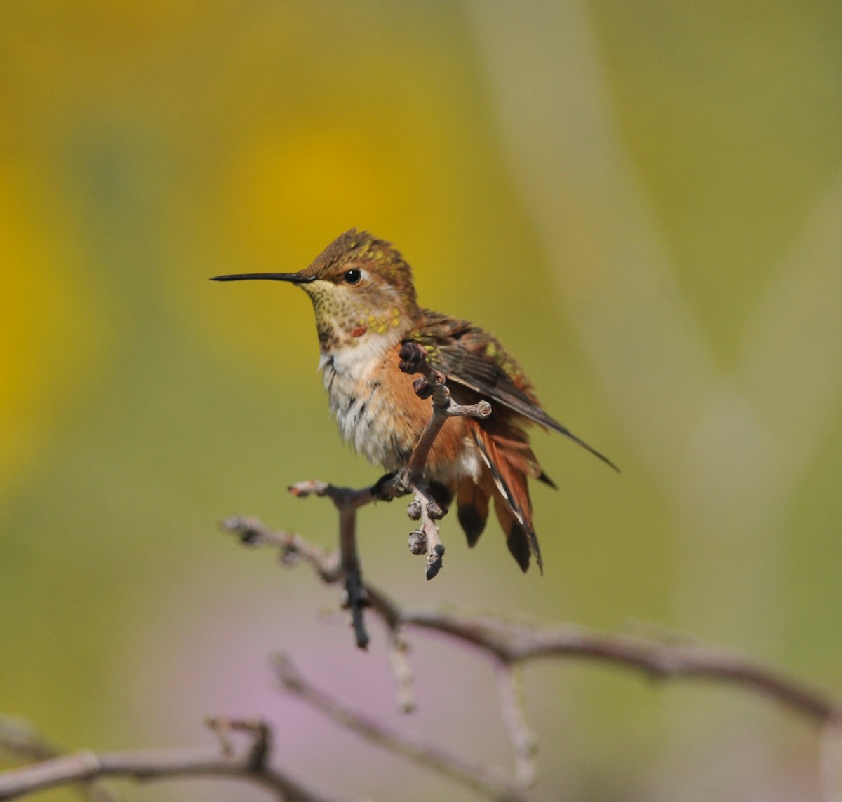 Rufous Hummingbird - Scott Somershoe