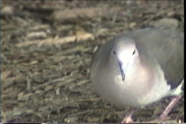 White-tipped Dove (White-tipped) - ML436357