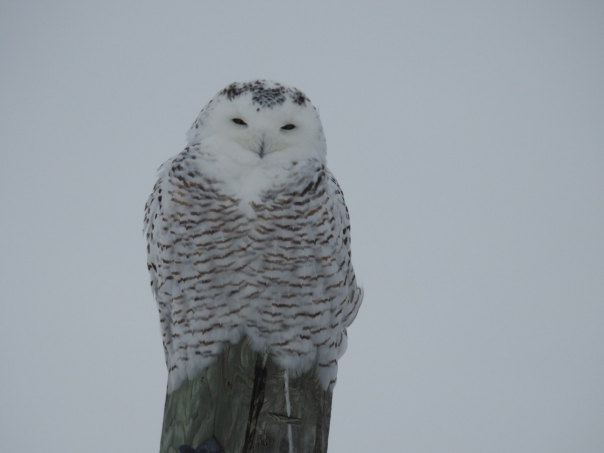 Snowy Owl - ML43636281