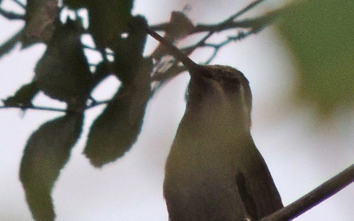 kolibřík blankytohrdlý - ML436365511