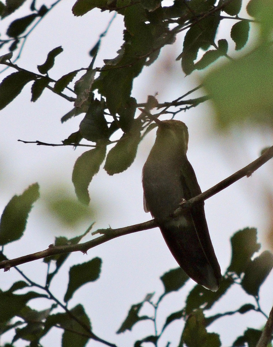 kolibřík blankytohrdlý - ML436365621