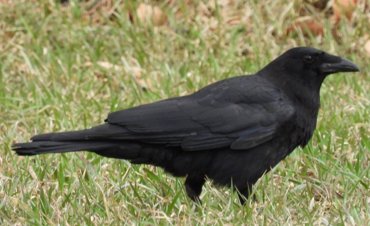 American Crow - ML436367701