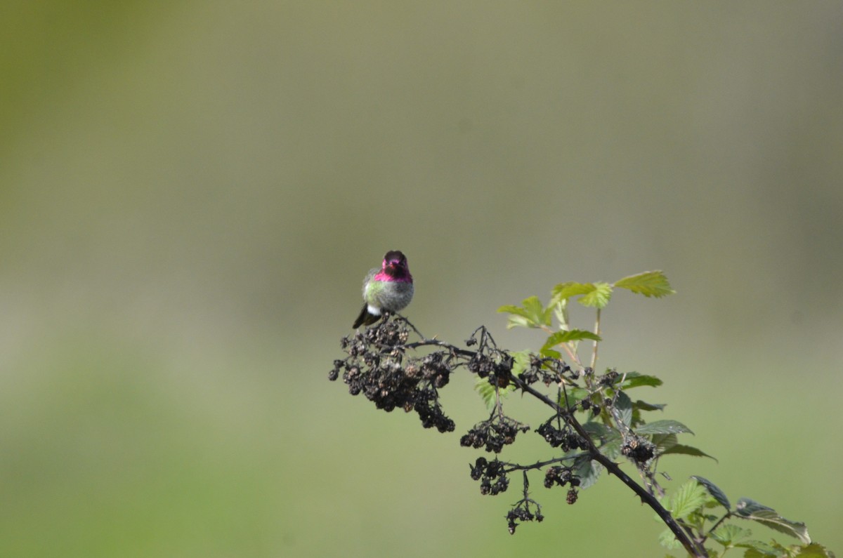 Anna's Hummingbird - Robert Winningham