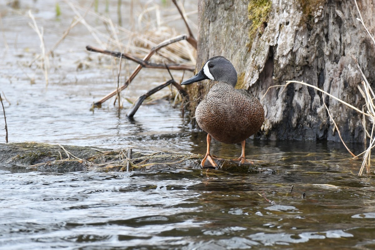 Blue-winged Teal - ML436368991
