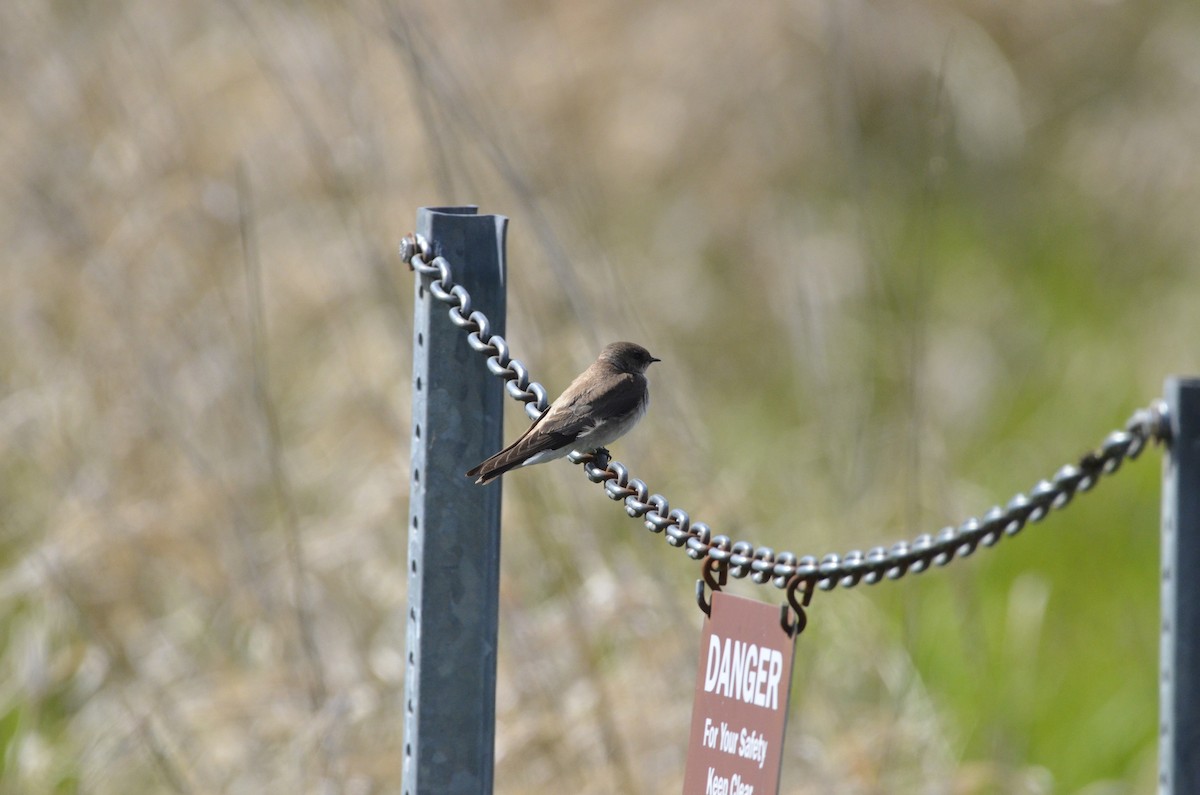 Northern Rough-winged Swallow - ML436369711