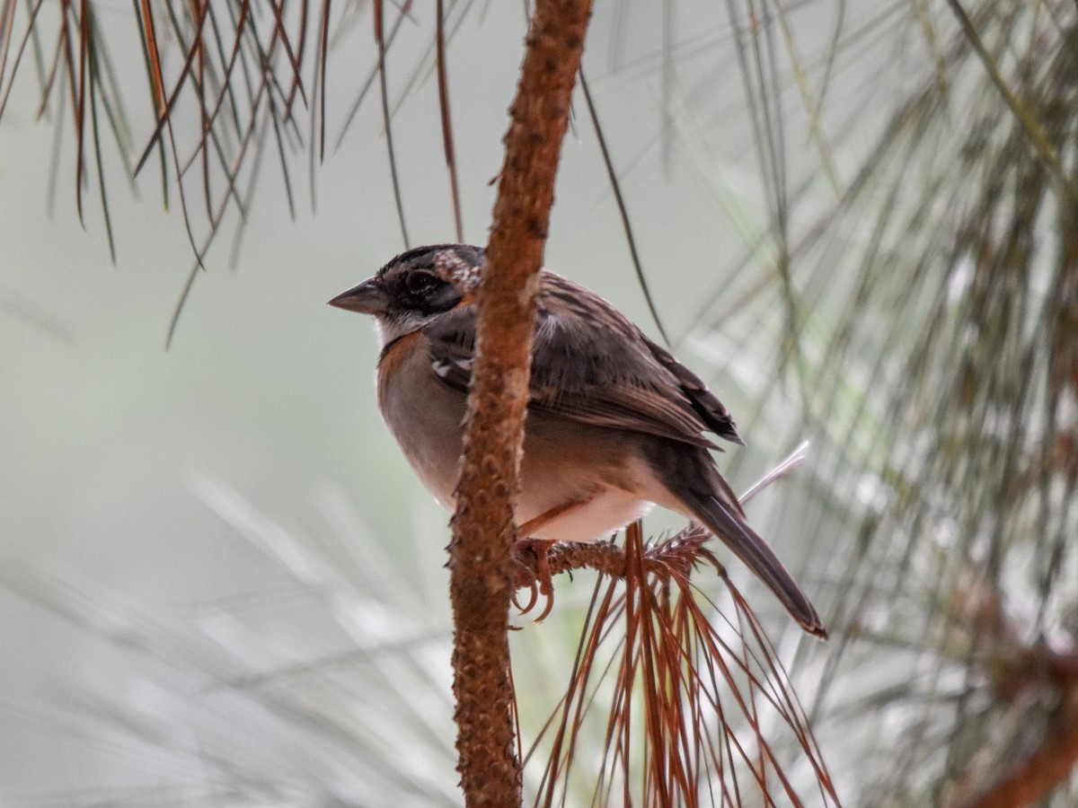 Rufous-collared Sparrow - Antonio Ros