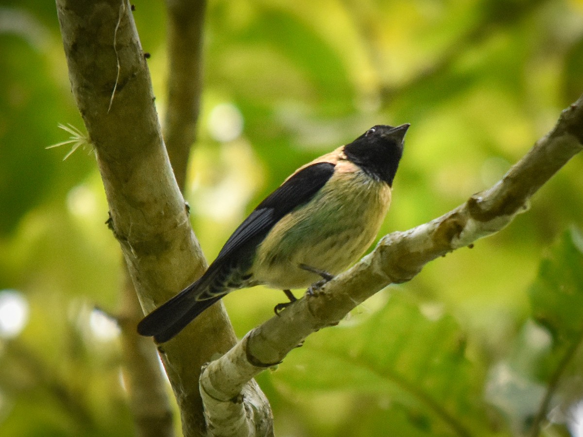 Black-headed Tanager - ML436378311