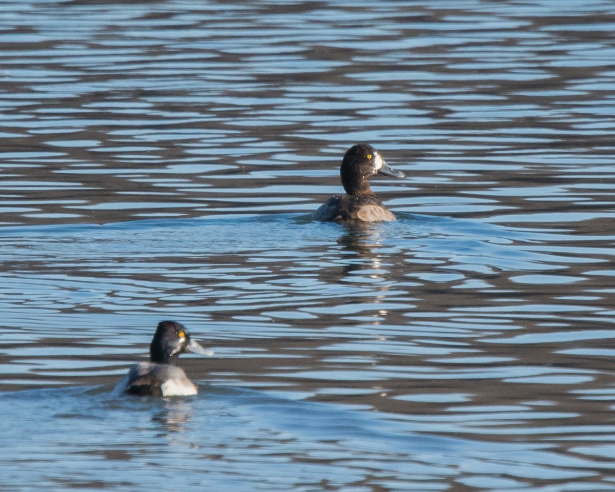 Greater Scaup - ML43638171
