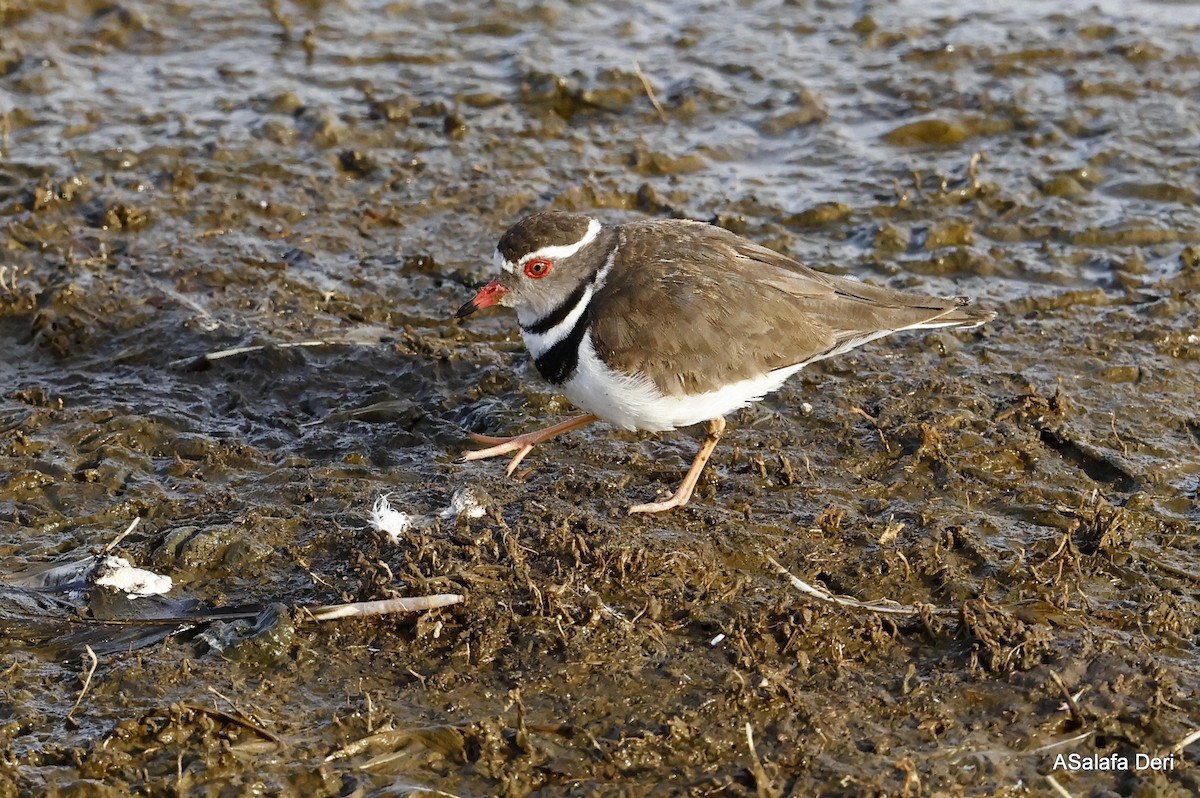 Three-banded Plover (African) - ML436382921