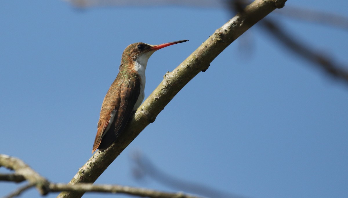 Green-fronted Hummingbird (Cinnamon-sided) - Michael Woodruff