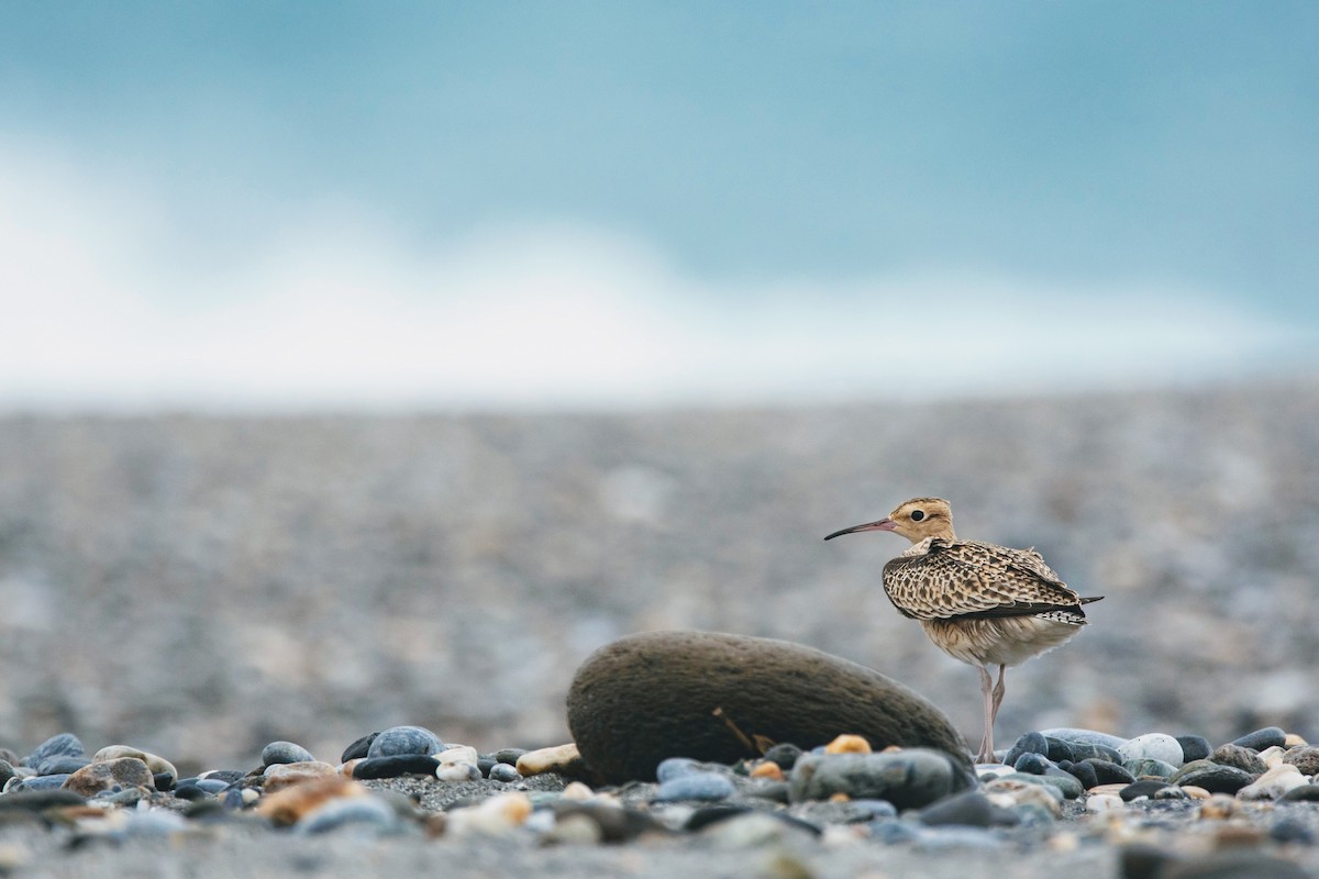 Little Curlew - Chin Yuan Pai
