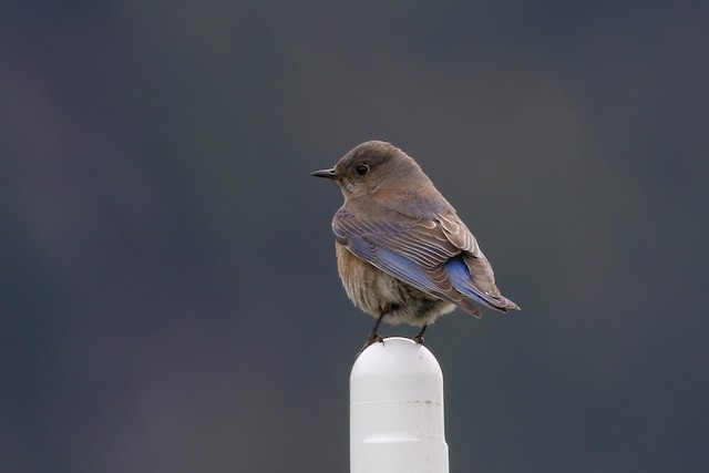 Western Bluebird at Hope Airport by Dave Beeke