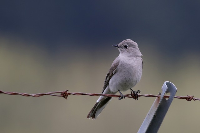 Townsend's Solitaire at Hope Airport by Dave Beeke