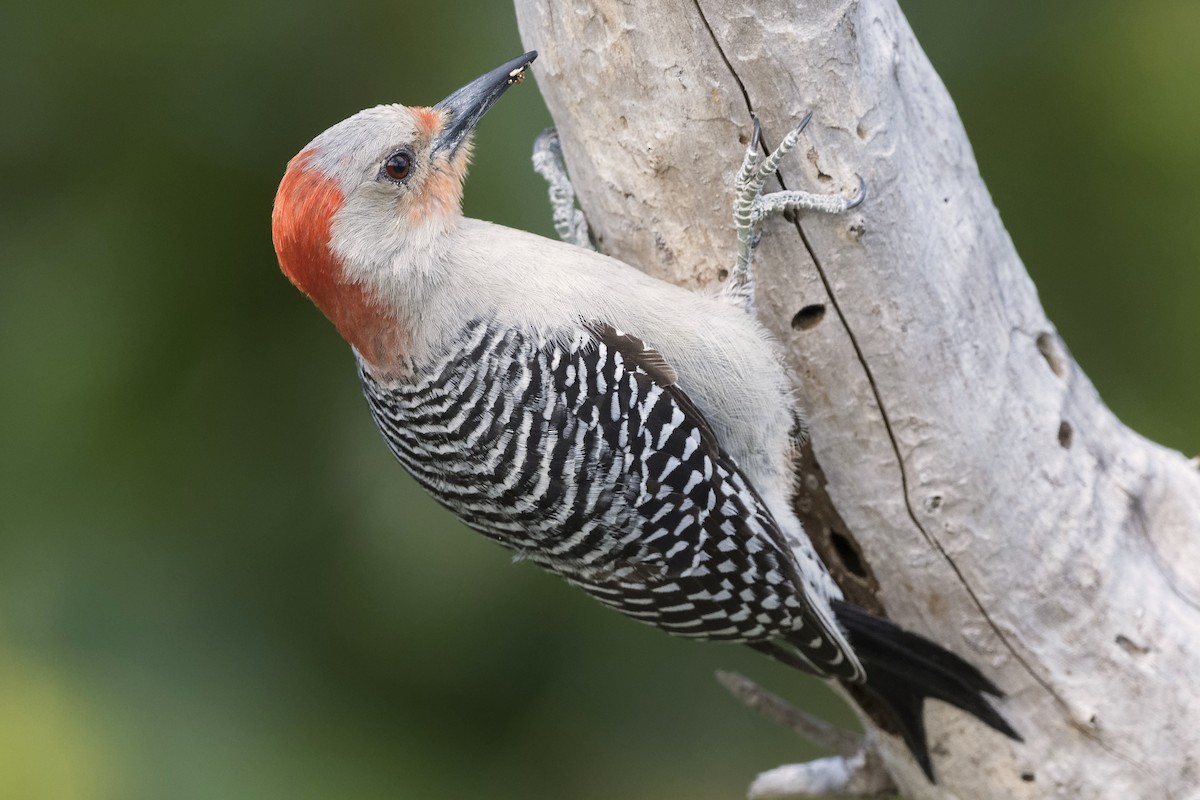 Red-bellied Woodpecker - ML436394321