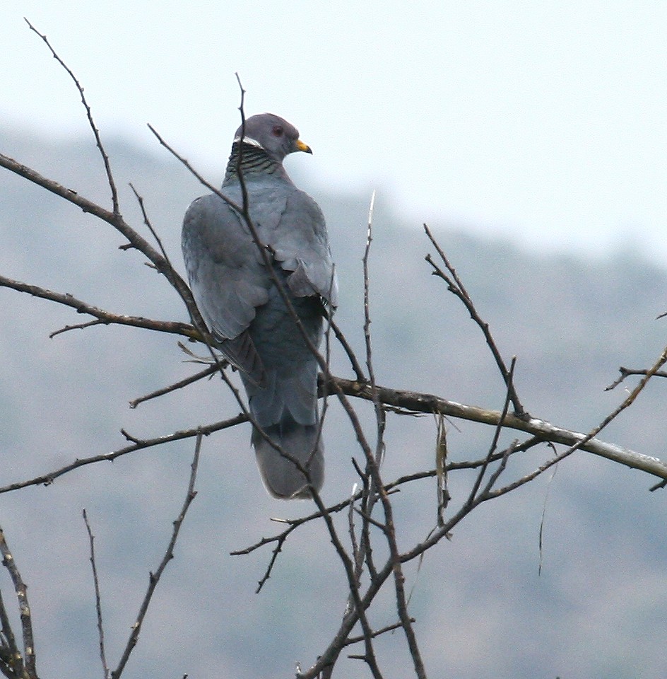 Band-tailed Pigeon - ML436396391